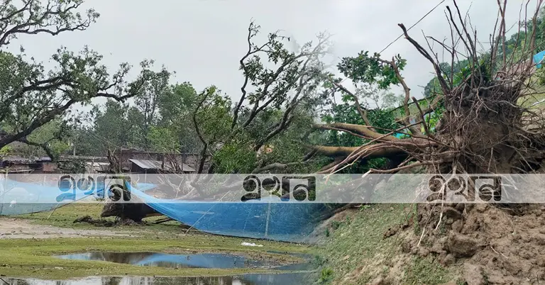 কালবৈশাখী ঝড়ে ক্ষতিগ্রস্ত আম বাগান